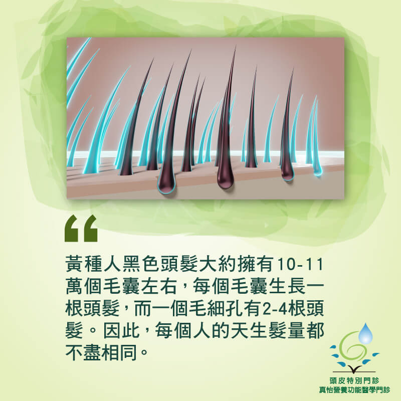 頭髮的生命週期
