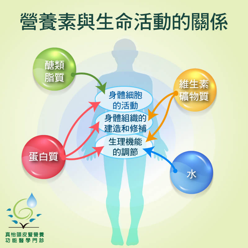 營養素與生命活動的關係