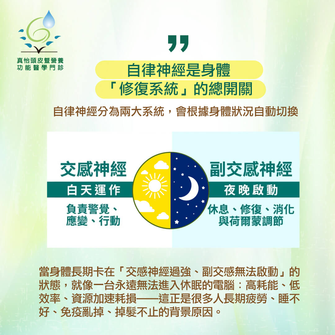 自律神經是身體「修復系統」的總開關