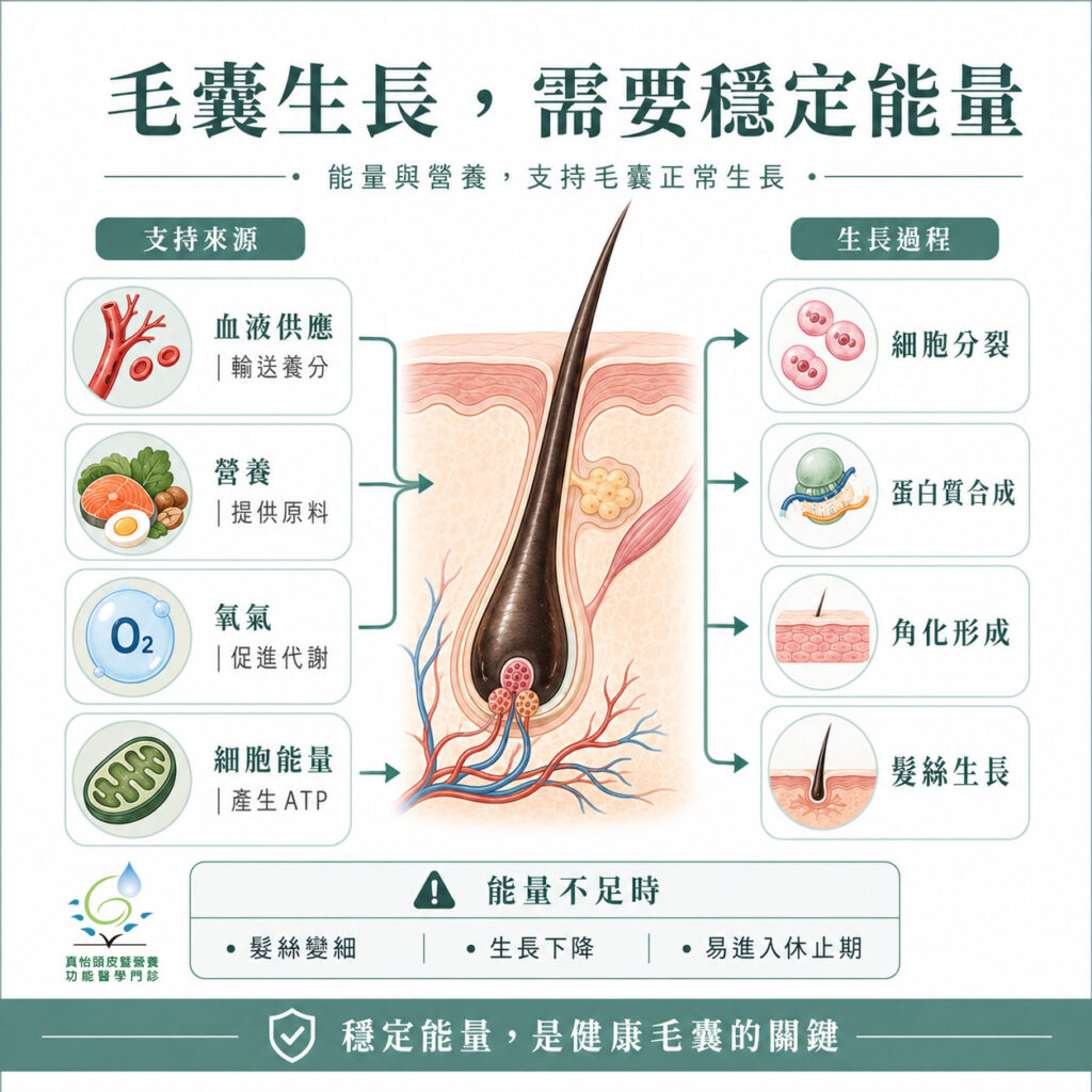 毛囊生長，需要穩定能量