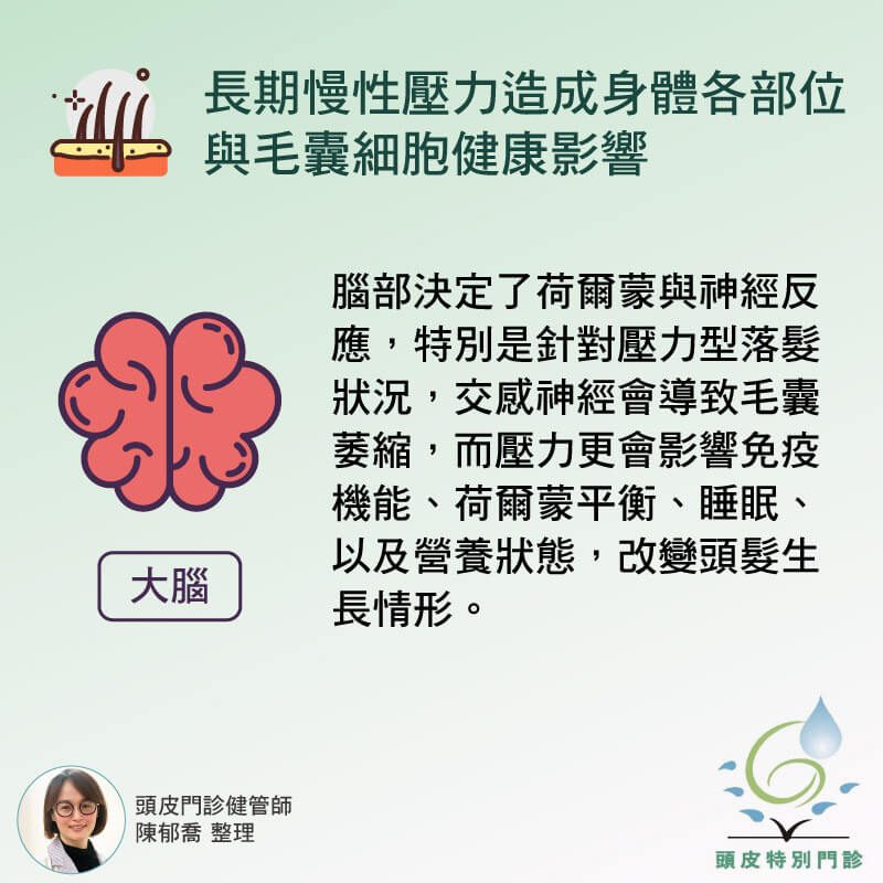 為何過多的壓力會導致落髮-大腦篇