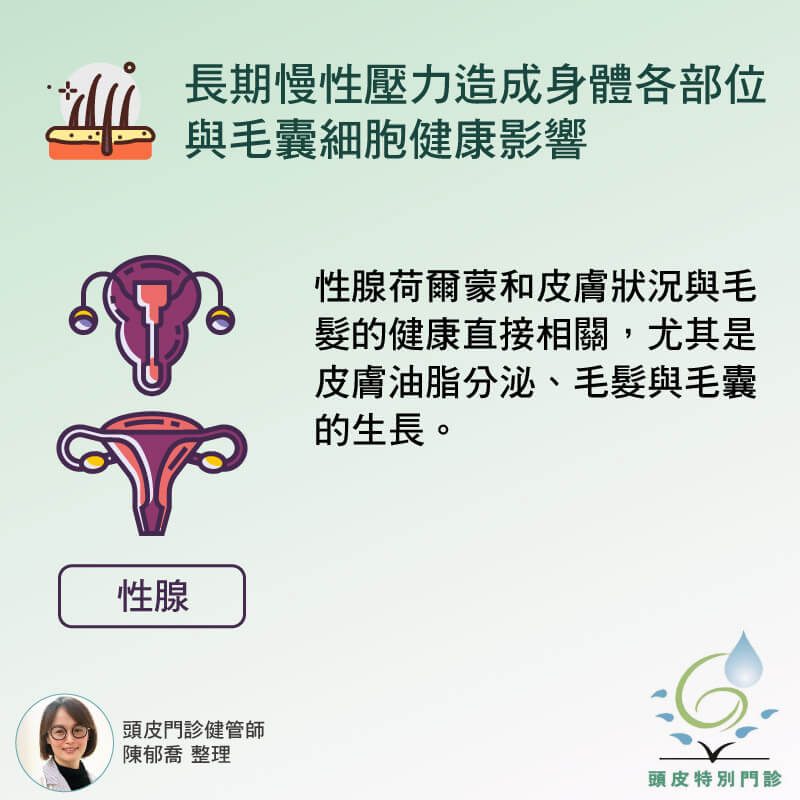 性腺賀爾蒙與毛髮健康