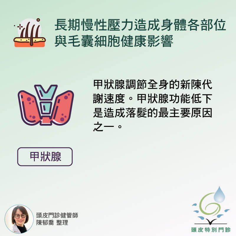 甲狀腺與毛髮生長關係