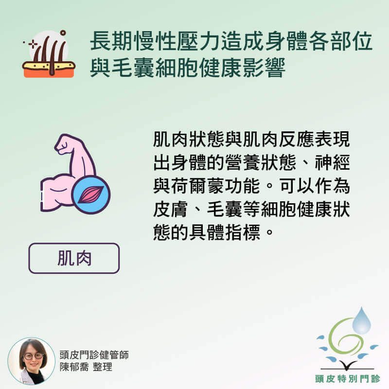肌肉狀態與毛髮生長關係