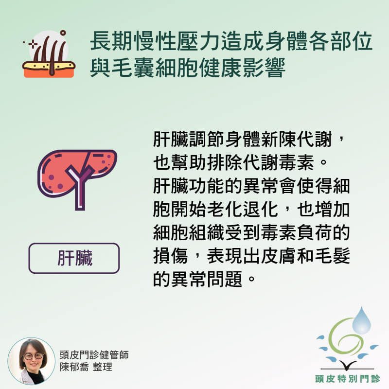肝功能異常與落髮關係