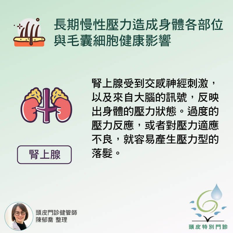 腎上腺與毛髮生長關係